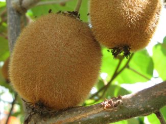 Fruto del árbol del kiwi