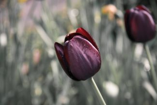 Tulipán negro