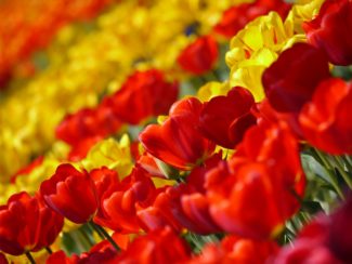 Tulipanes rojso y amarillos