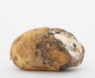 Una patata que tiene mala pinta