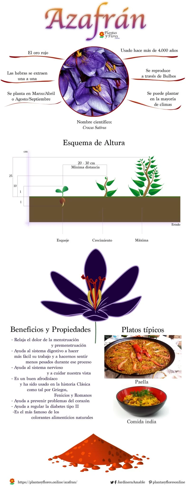 Infografia del Azafrán