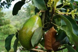 Frutos del árbol del aguacate