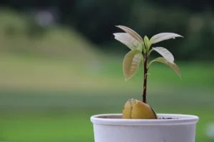 Planta de Aguacate