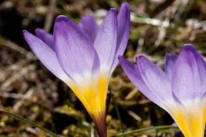 Flor de azafrán