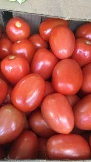 Tomate roma en caja