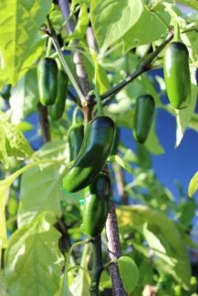 Planta de Jalapeños desarrollada