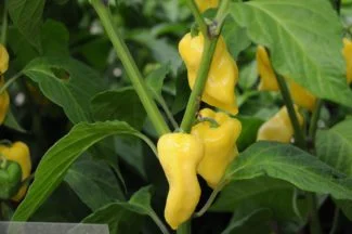 Chile habanero madurando