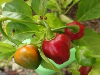 Habaneros en maduración