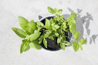 menta maceta blanca