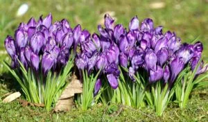 Muchas flores de Azafrán