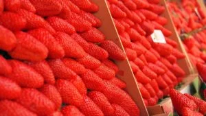 Fresas en el mercado