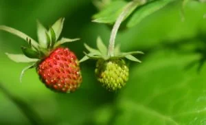 Fresas madurando