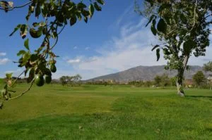 Rama de aguacate