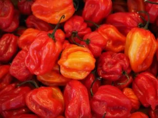 Habaneros secando