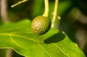 Aguacate creciendo