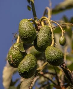 Rama de aguacates
