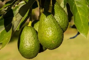 Frutos casi listos