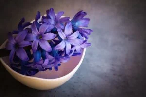 Aromatizando la casa con las flores moradas de jacinto
