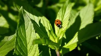 Repelente para insectos