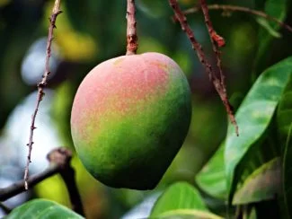 Colores del mango