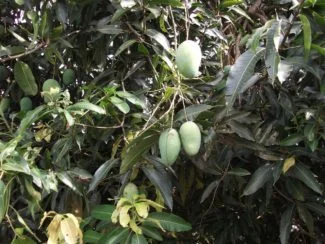 Mango con frutos