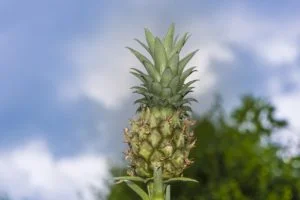 Minipiña en los cielos