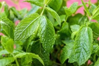 Hojas de menta