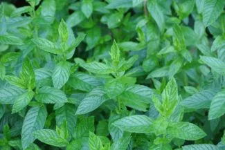 Un cultivo mentas