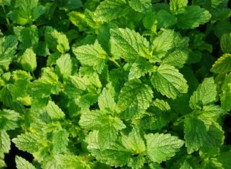 Planta de menta