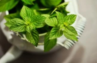 una planta de menta