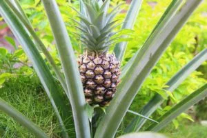 piña en planta jardin