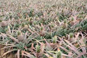 cultivando piñas