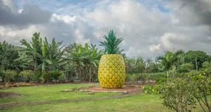 Una piña gigante