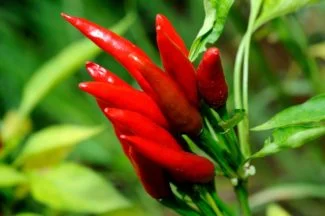 cultivo de chili