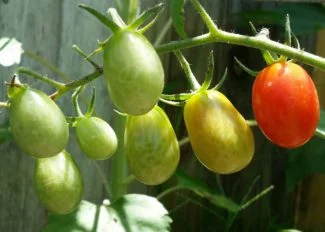 Planta de tomate roma madurando
