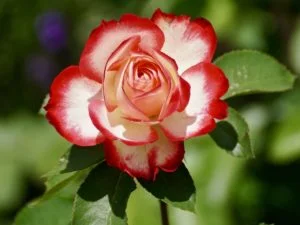 Rosa sin espinas