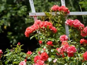 Muchísimas rosas