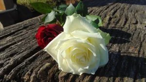 Rosas eternas