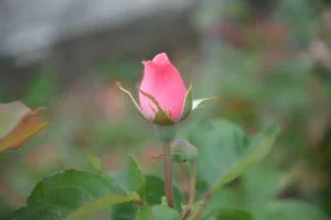 Crecimiento de flor