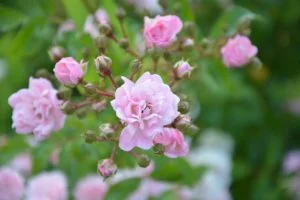 Rosas rosas rosal