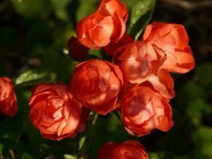 Pálidas flores rosas rojas
