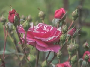 cultivo de rosas
