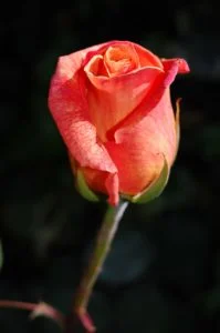 rosa marchitandose