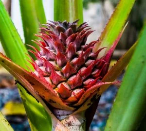 piña en flor