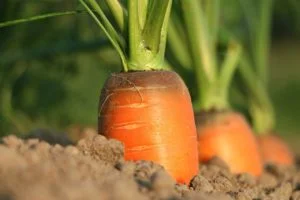 Zanahorias listas para recolectar