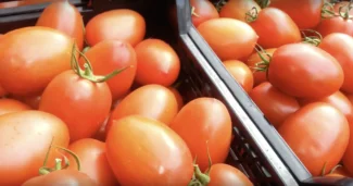 Una caja de tomate pera