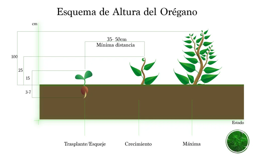 Espacio y altura de la planta del orégano