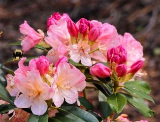 Azalea en flor
