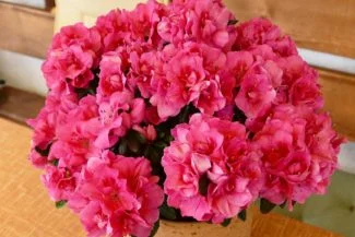 Azalea en maceta