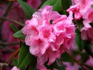 Azalea en flor